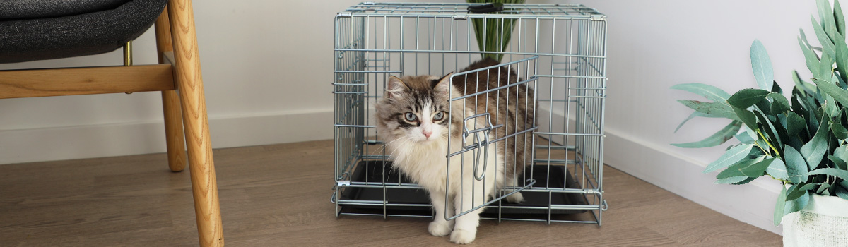 cage transport chiens ou chats koda de zolia