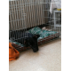 Cage-de-transport-pour-chien-ZOLIA-KODA-avec-fond-plastique-noir_de_Valerie _1962699395abfac99d28210.73442345