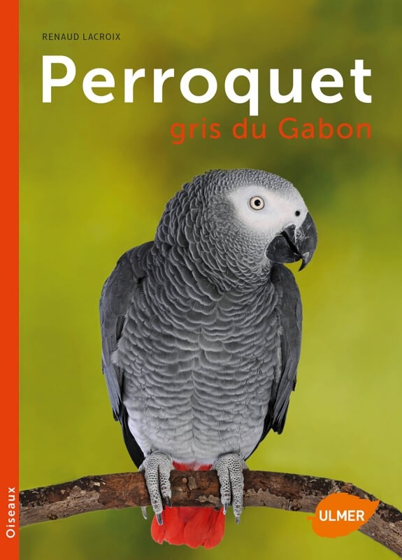 Gabonese Grijze papegaai, nieuwe editie