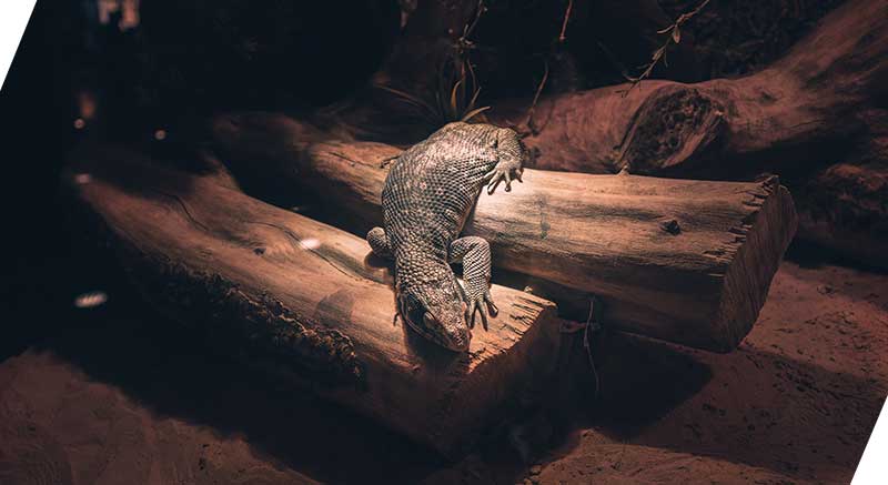 La jaula protectora para lámparas Reptil'us evita que los reptiles se acerquen a la lámpara del terrario