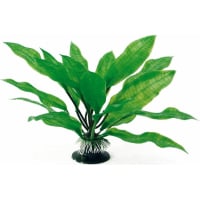 Echinodorus Plant