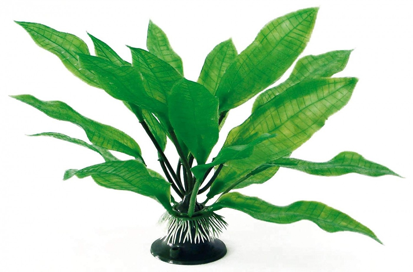 Pflanze Echinodorus verschieden Größen