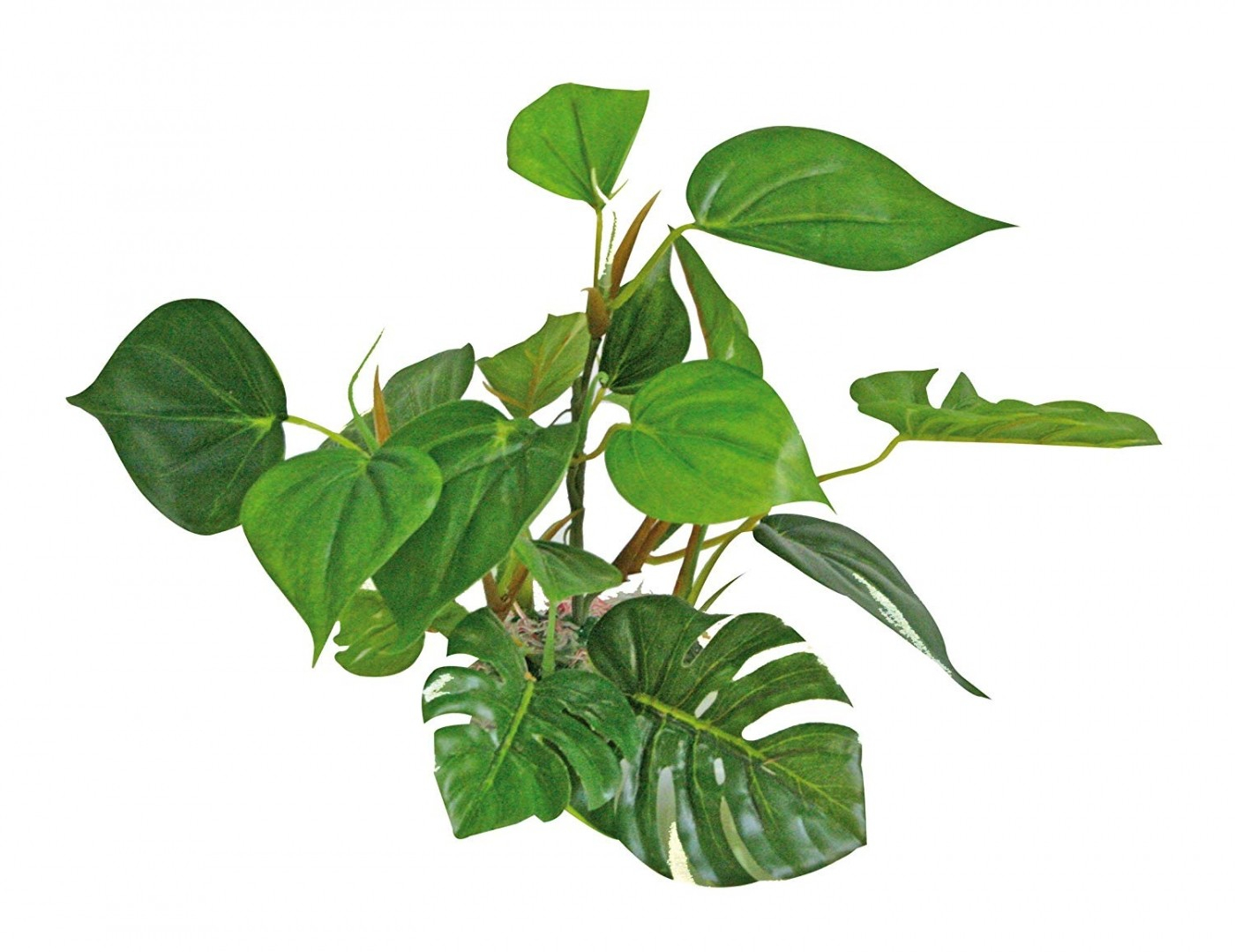 Pflanze Anubias/Speerblätter in verschiedenen Größen