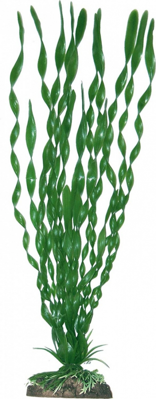 Plante Vallisneria Spiralis
