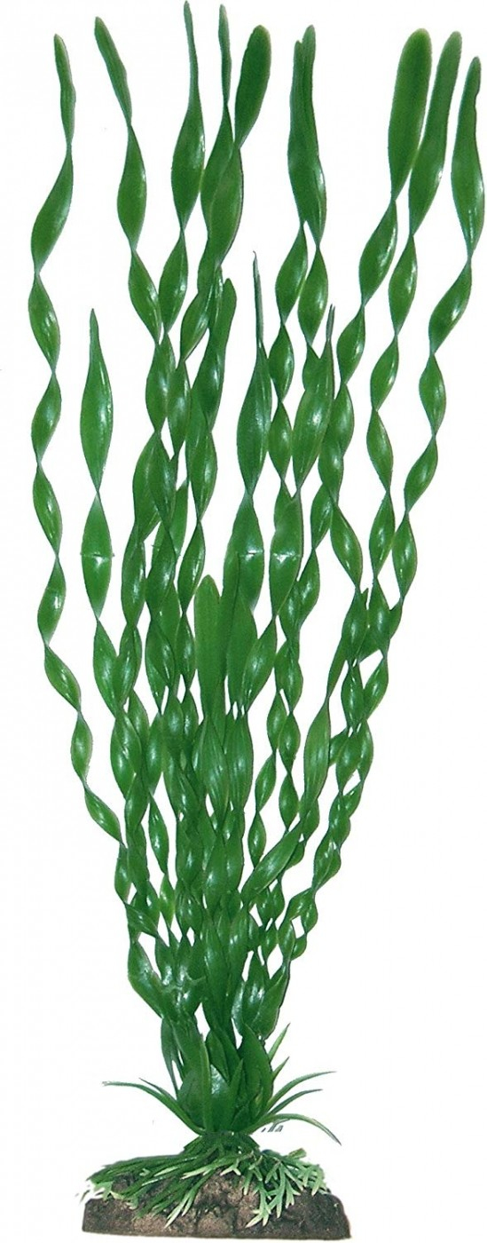 Planta Vallisneria Spiralis