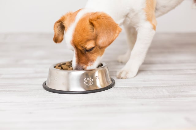 Opinión de Céline del pienso PRO PLAN Large Robust Adult Everyday Nutrition para perros