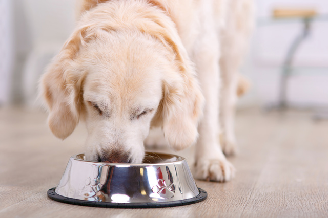 Opinión de Alicia del pienso PRO PLAN Large Robust Adult Everyday Nutrition para perros