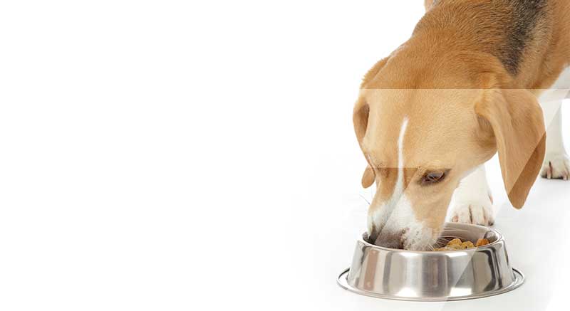 Un perro comiendo en el comedero de acero inoxidable ZOLIA Spiro