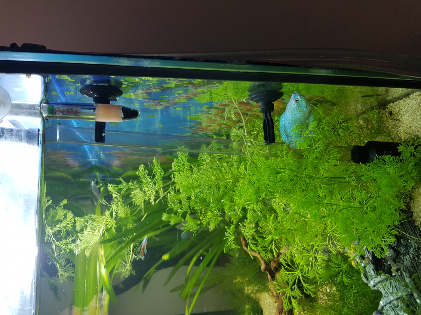 Eden 522 aquarium - filtre externe