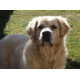 Royal-Canin-Veterinary-DOG---Hypoallergenic-DR-21_de_alain_13742251855809bcd0a4dc38.61657218