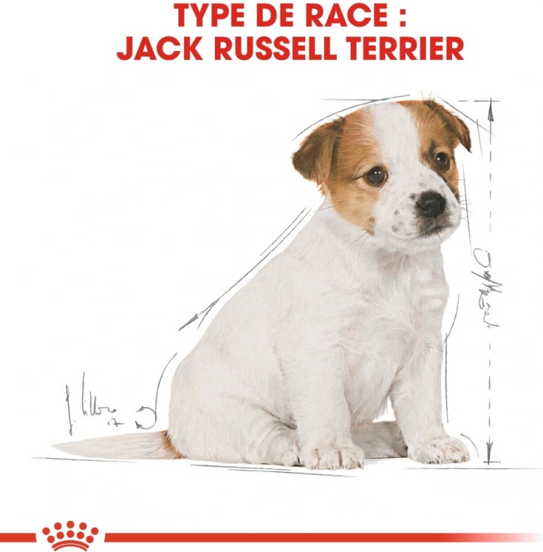 Royal Canin Breed Jack Russell Puppy