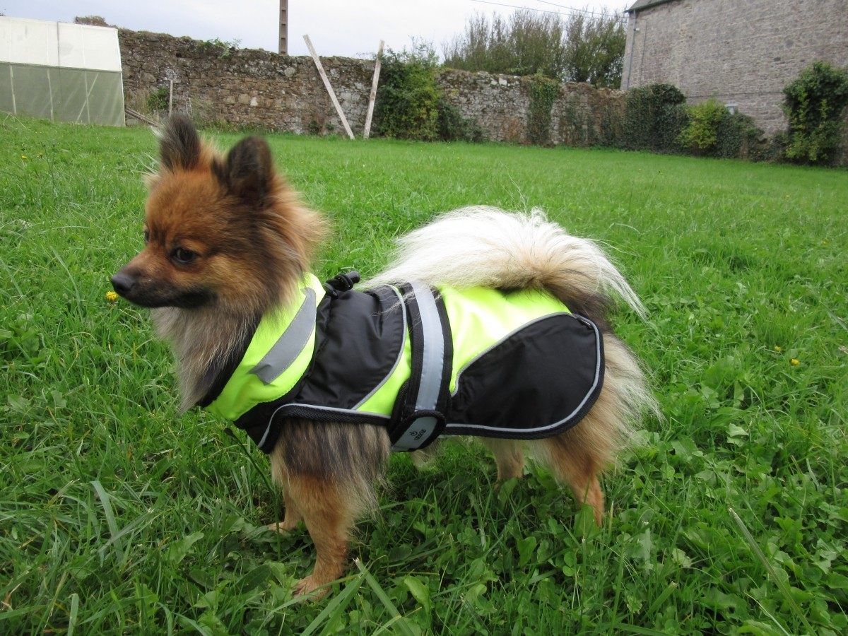 Zoomalia manteau online chien