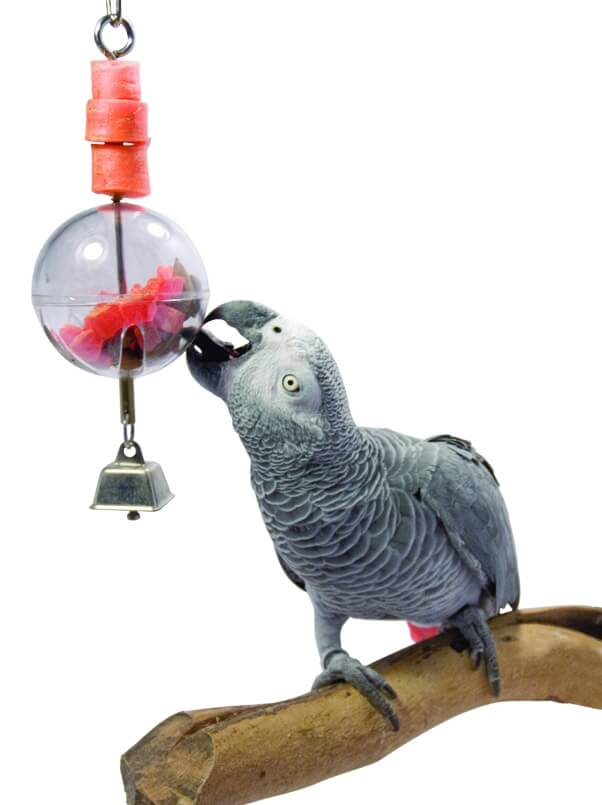 Bola interactiva para papagaio