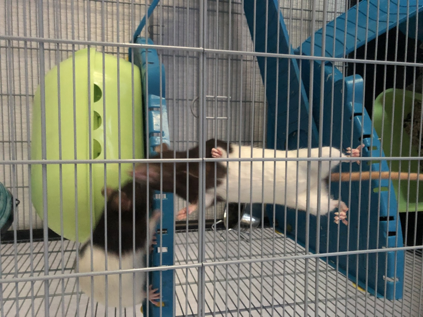Cage rat Zeno 3