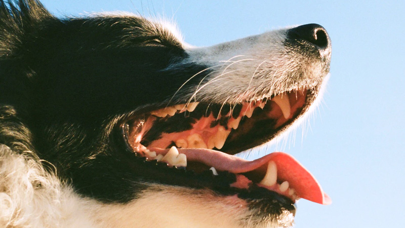proxym sticks dentaires chiens hygiene bucale