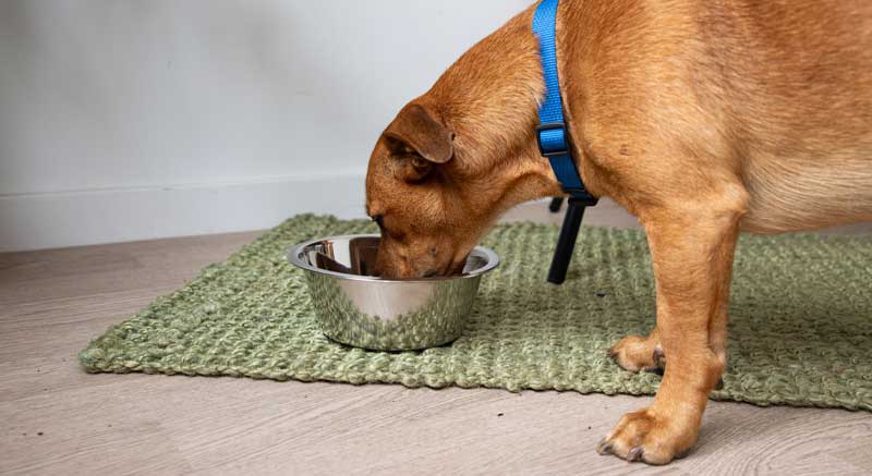 Un perro comiendo en el comedero de acero inoxidable de zoomalia