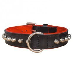 Hundehalsband Bulldogge in schwarz/rot - 50cm