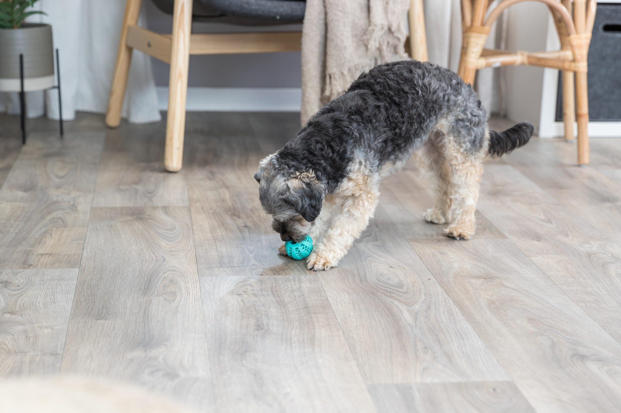 Denta Fun Mintgeschmack Ball für Hunde