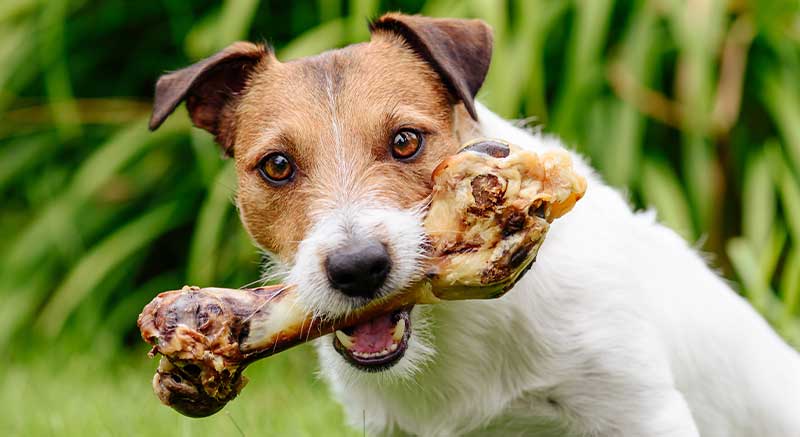 chien qui mange son os de jambon