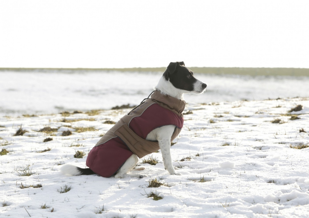 Manteau pour chien Royal Pets 