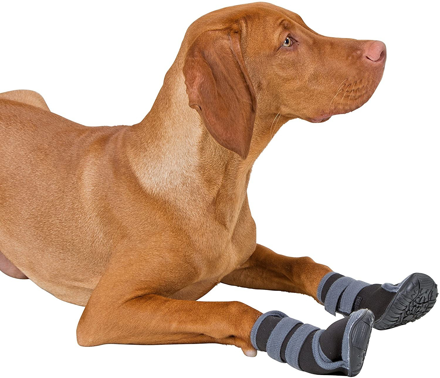 Chaussures Active gris/noir pour chien
