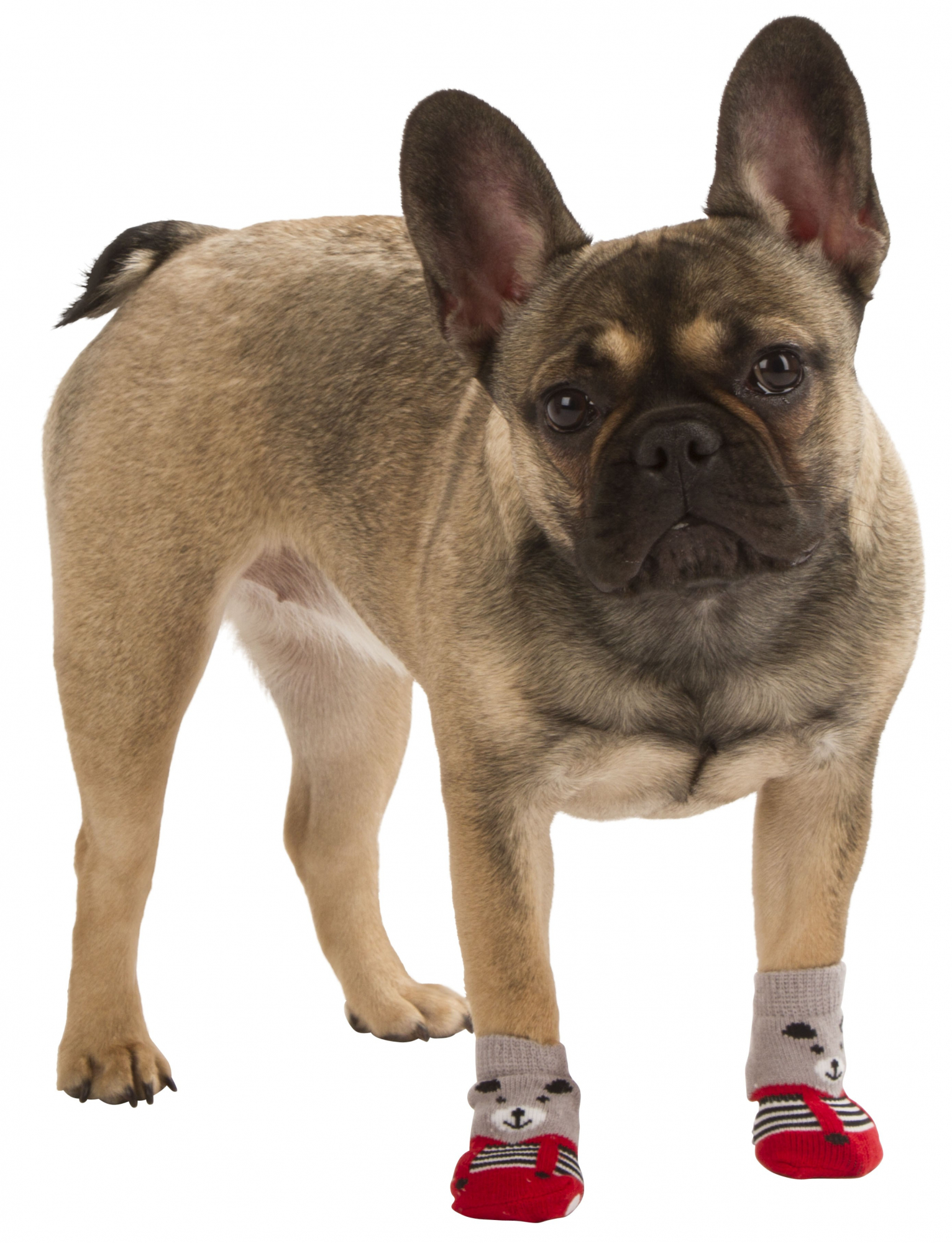 Chaussettes pour chien Bruno gris/rouge
