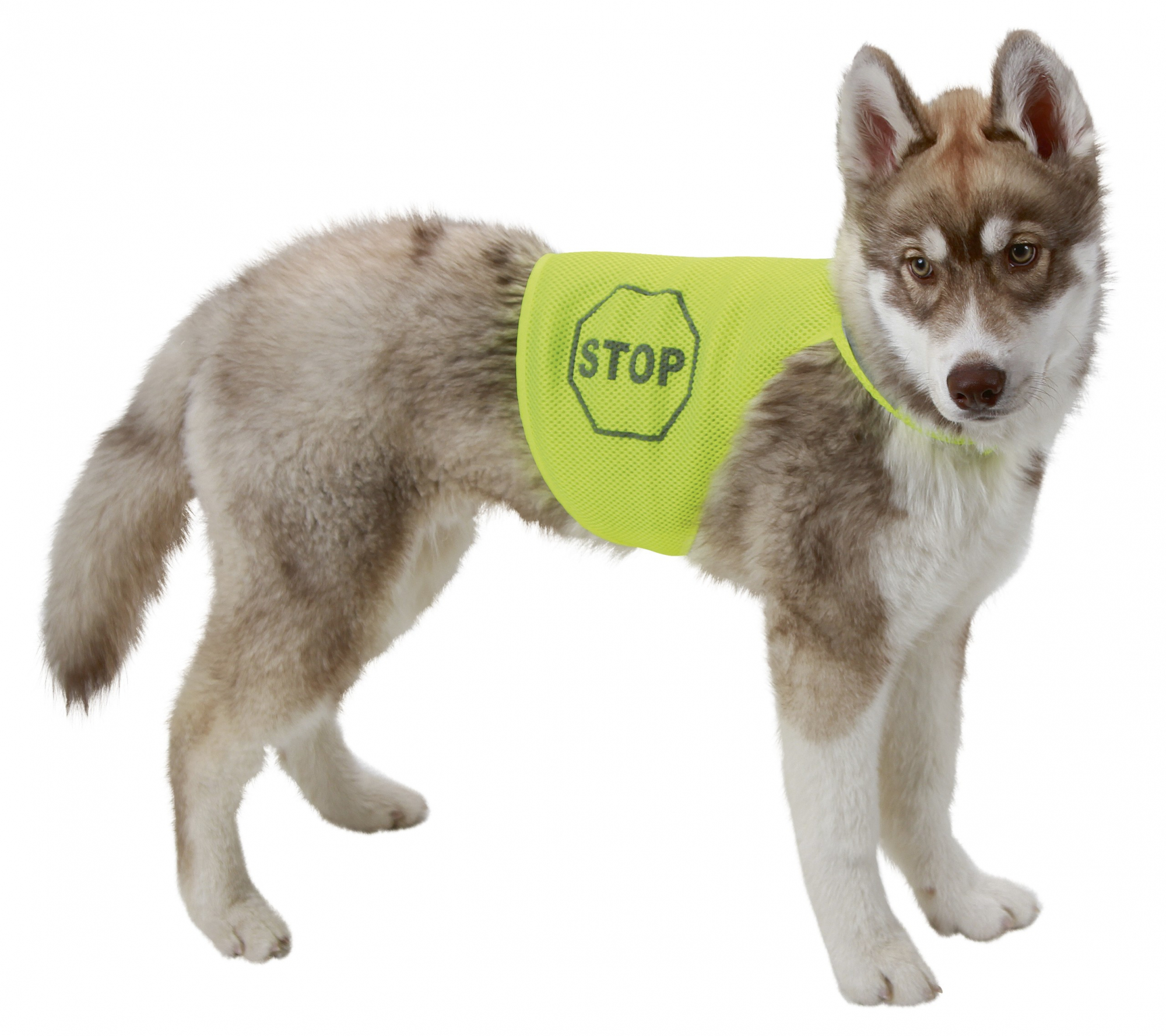 Sicherheitsweste für Hunde