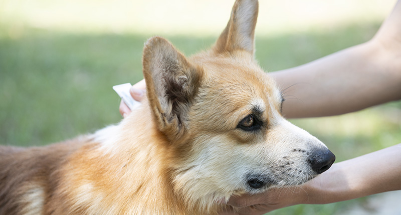Protección atiparasitaria eficaz: DUOFLECT Pipetas antiparasitarias para perros