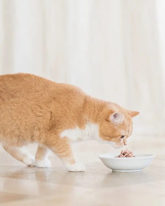 Schesir, alimentación natural para tu gato - Tiendanimal