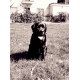 33192_Royal-Canin-Veterinary-DOG-Neutered-Adult-Large_de_Luca_18709394265ee64ac8e88829.08113618