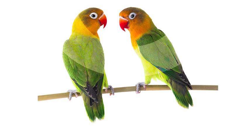 jogo papagaio madeira, Epoleiro para treinamento pássaros, Poleiro  reutilizável para jogos pássaros, poleiros portáteis para árvores madeira  para