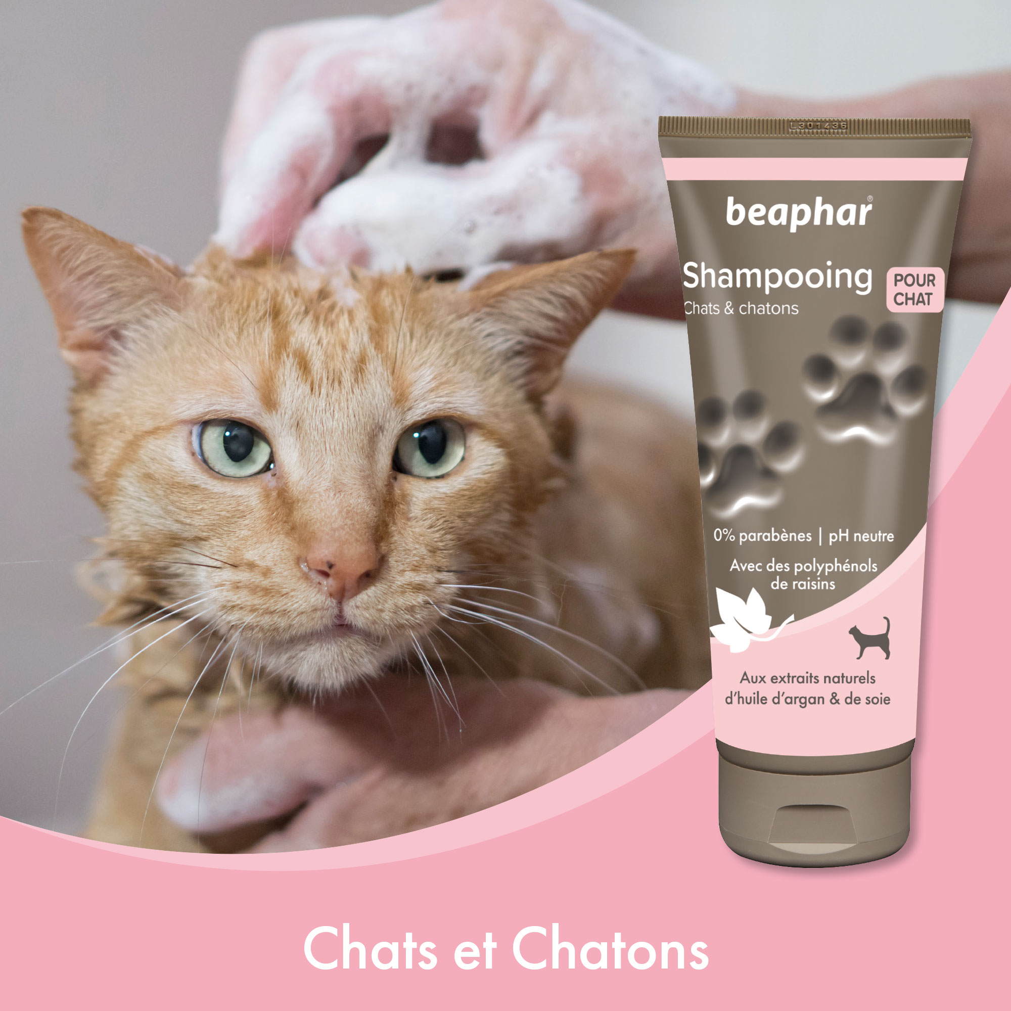 Shampoing Premium chat et chaton