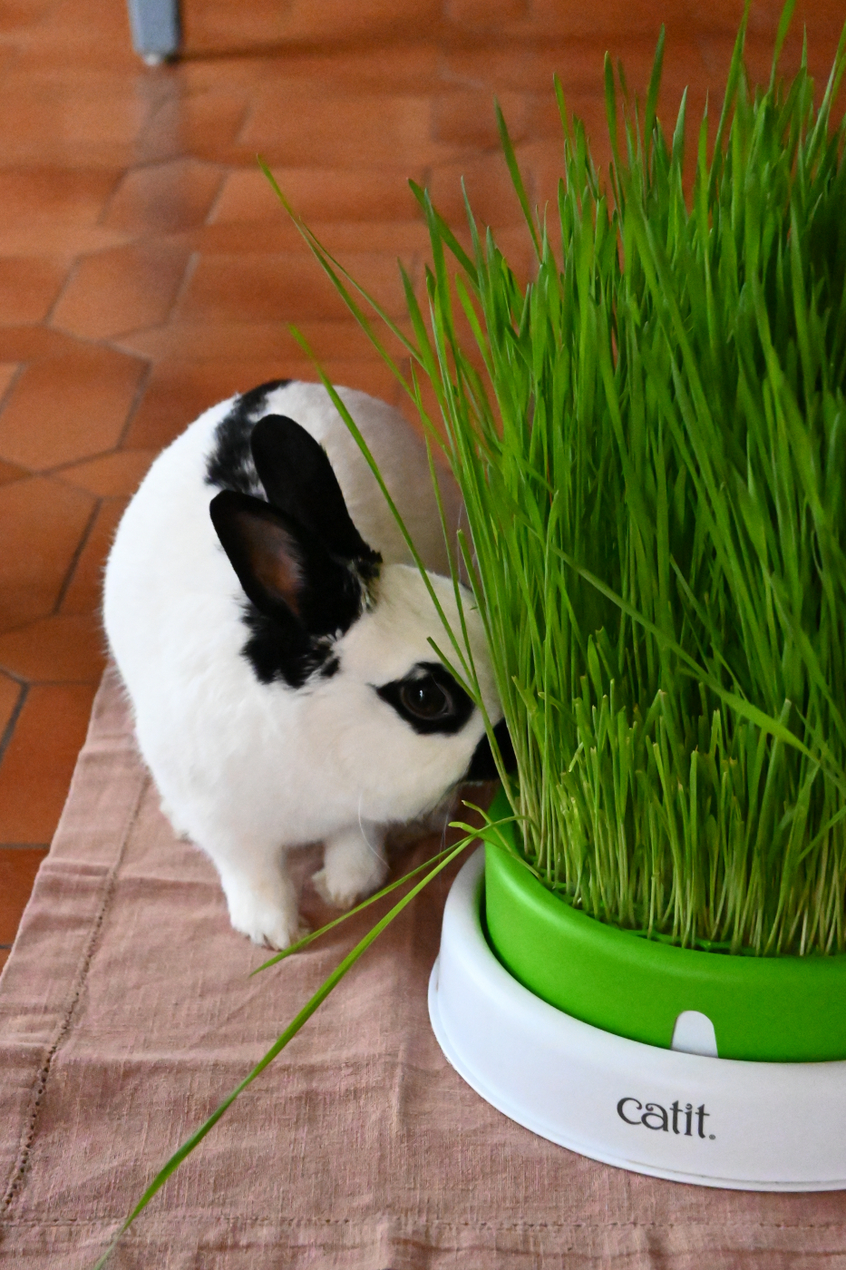 Catit 2.0 senses jardinière d'herbe pour chat— animauxbouffe