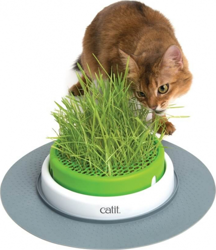 Comment faire pousser facilement de l'herbe à chat ? 