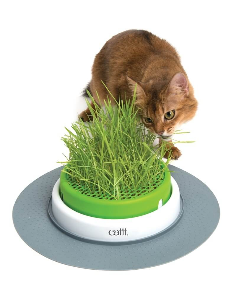 Giardiniera d'erba gatta Cat It Senses 2.0