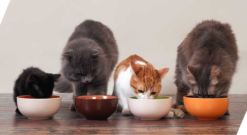 Unos gatos comen CAT'S LOVE Comida húmeda natural para gatos adultos 85 gr - 6 recetas