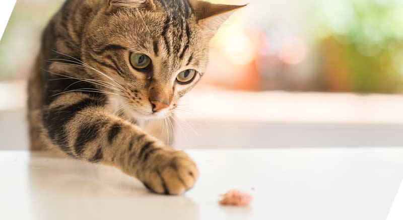 Un gato que quiere CAT'S LOVE Comida húmeda natural para gatos adultos 85 gr