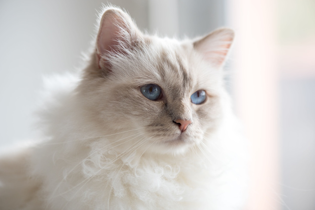 Opinión de Marcos de CAT'S LOVE Comida húmeda natural para gatos adultos 85 gr - 6 recetas