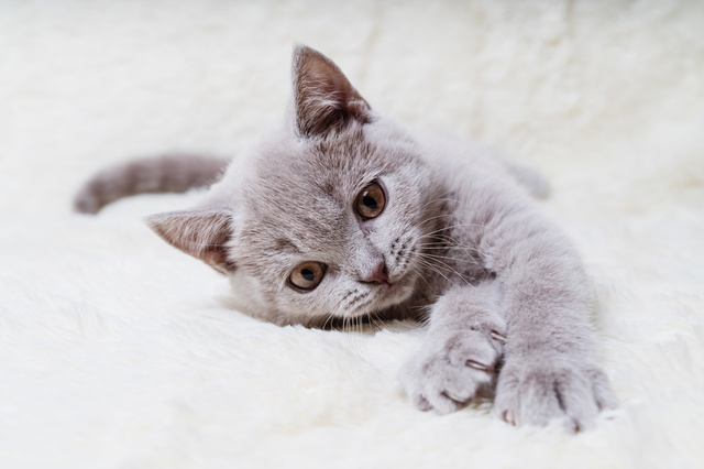 Opinión de Bernard de CAT'S LOVE Comida húmeda natural para gatos adultos 85 gr - 6 recetas