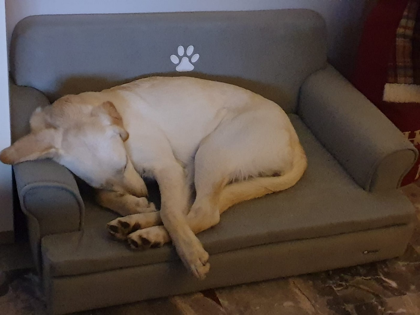 Canapé pour chien Zolia Liloe