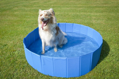 Pour un été rafraichissant et fun, adoptez la piscine pour chien
