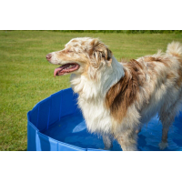 Grande piscine pour chien Zolia Oceadog - 120 cm