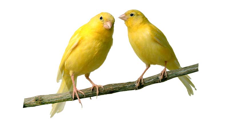 Dos canarios en la percha de la jaula zolia teoss