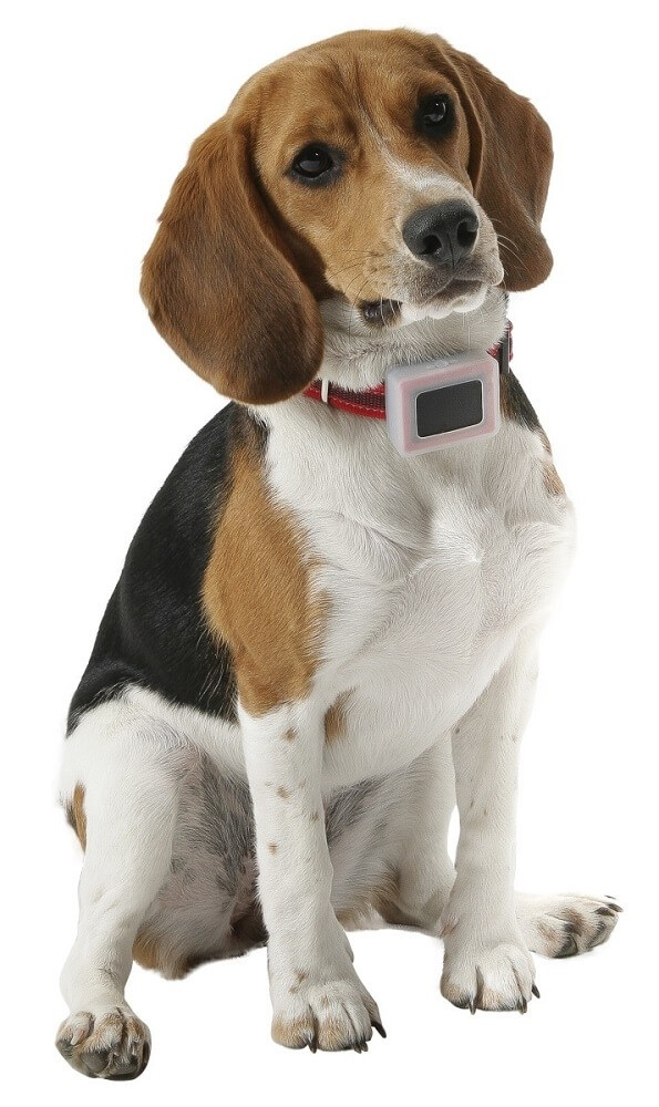 Tractive - Traceur GPS pour chien de grande taille Tractive