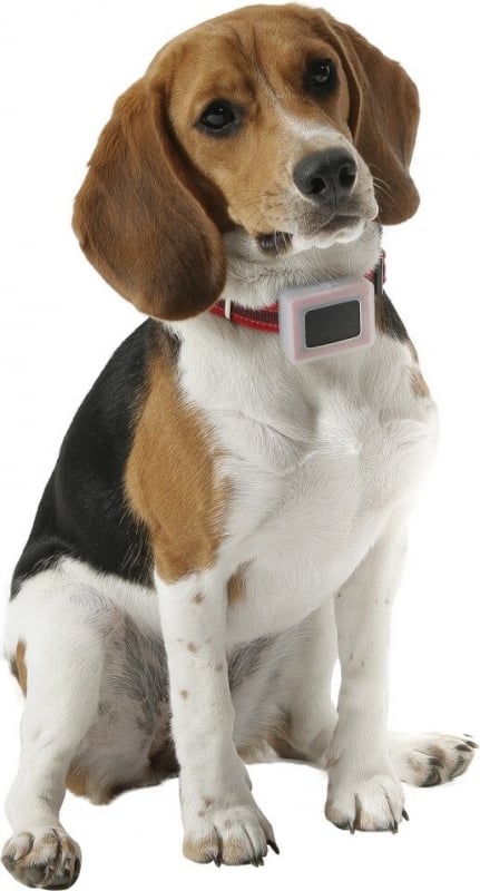 GPS para perros MOOV