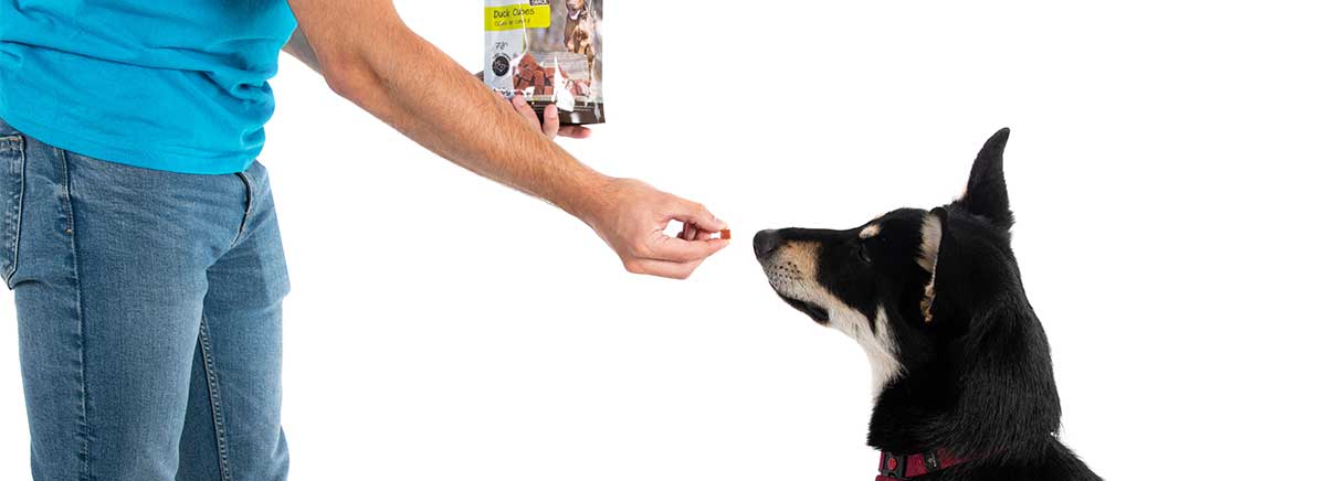 Un premio perfecto para perros : los snacks cubos de Pato DAILYS Education 