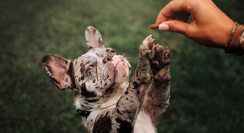 Un perr pide unos cubitos de Pato snacks para perros DAILYS Education