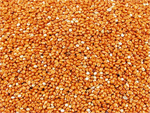 Graines de Millet Rouge - Détail 1 kg : 3,86 €