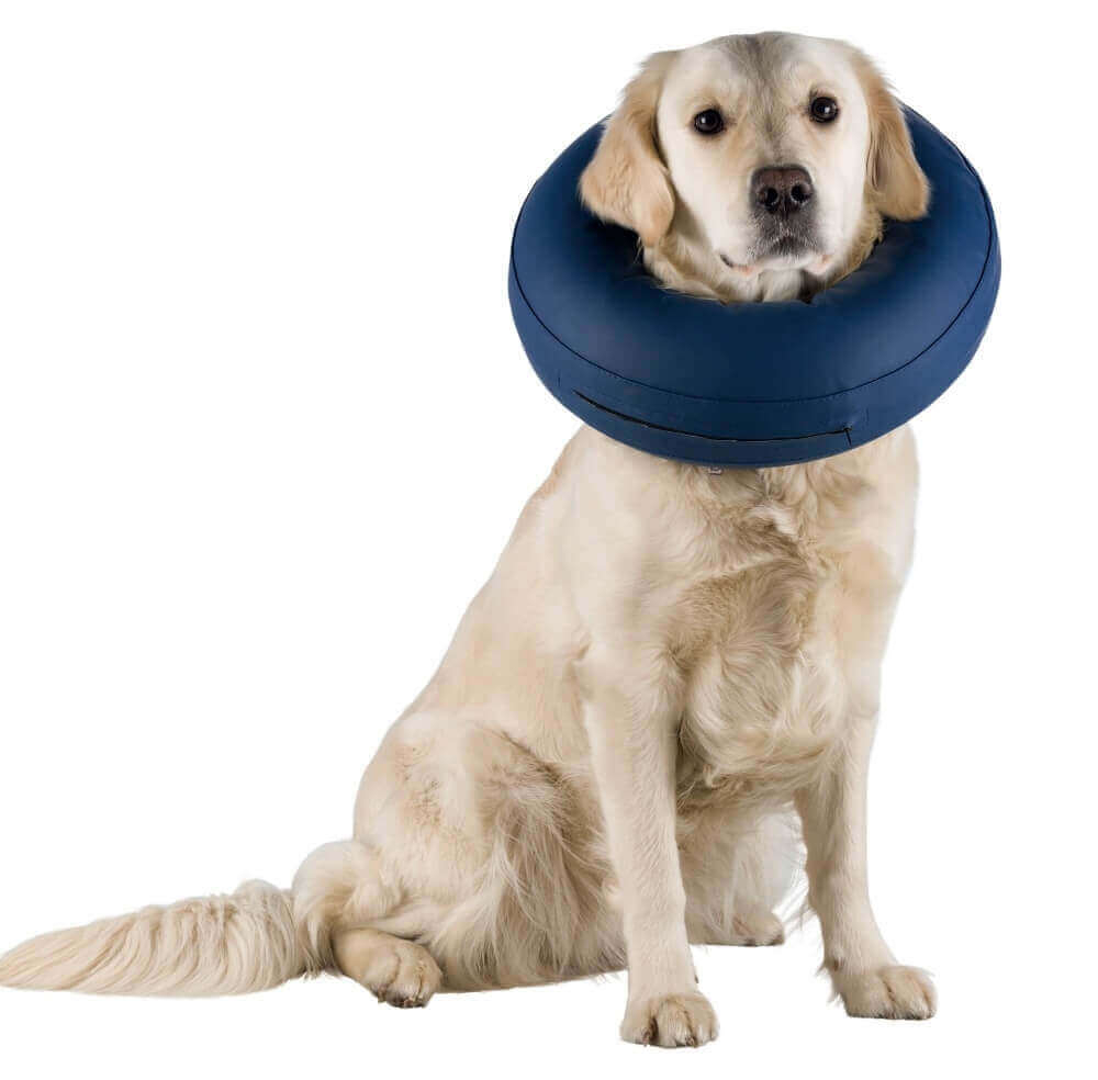 Collarin isabelino inflable perros