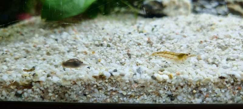 Scalare - sable de Loire 10 KG pour aquarium - Materiel-aquatique